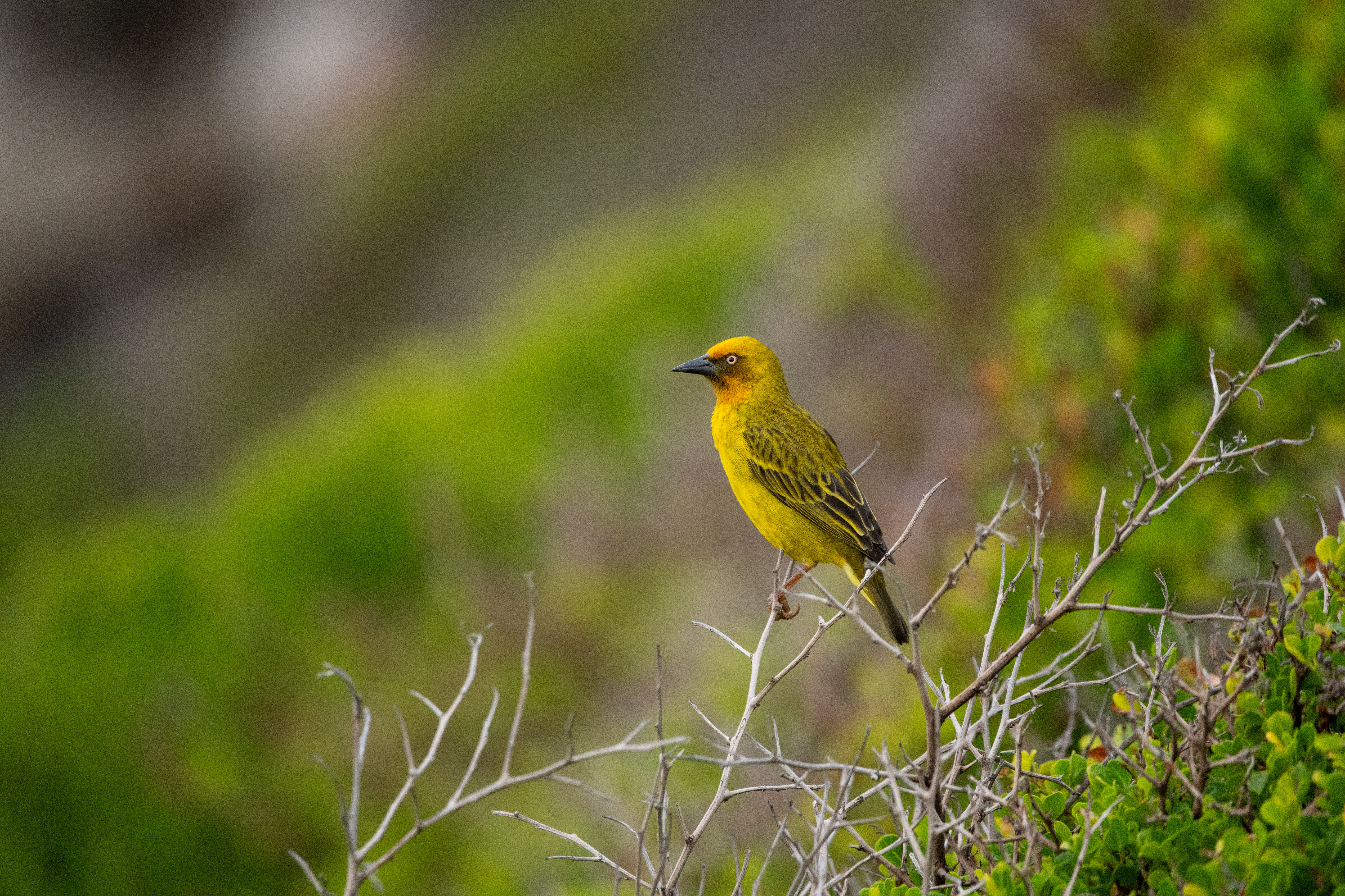 The Marine Hermanus - Image 23